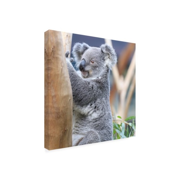 Beata Czyzowska Young 'BC Koala' Canvas Art,24x24